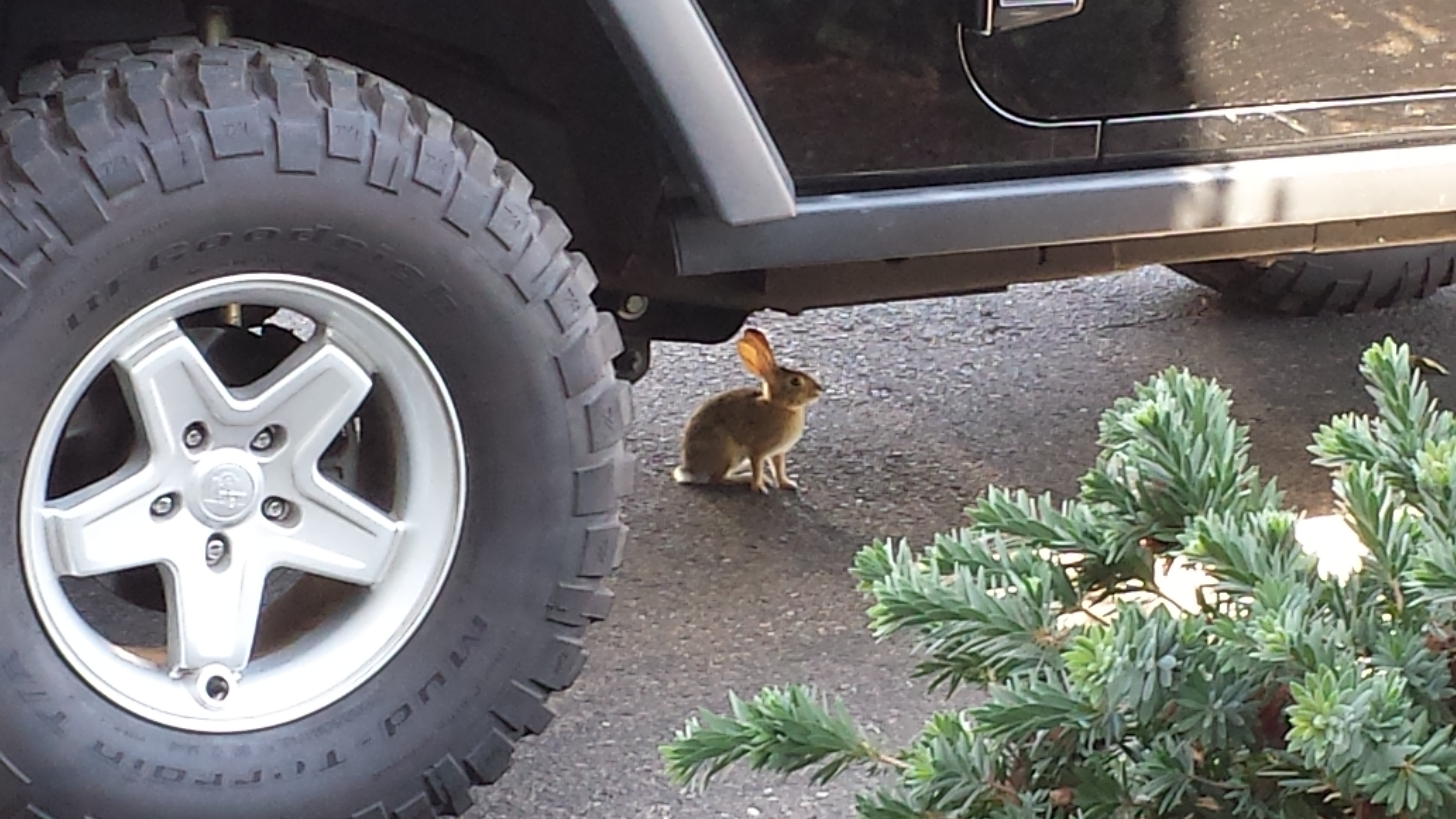 A new acquaintance takes a respite in the shade and safety of my Jeep.